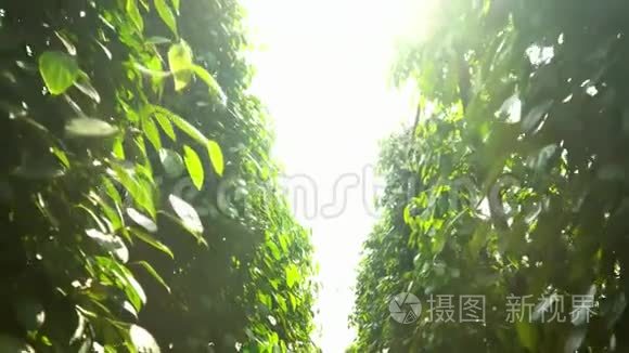 黑胡椒和黑胡椒的未成熟核果视频