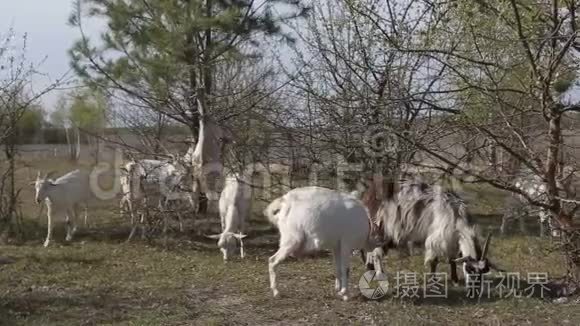 在田里放牧的家养山羊群视频