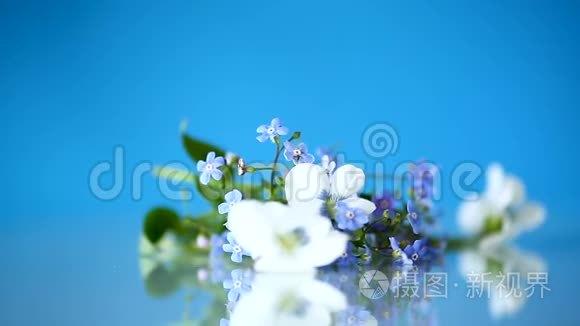 春天的小白蓝花被隔离在蓝色上mov格式视频下载 正版视频编号04huwk 摄图新视界视频库
