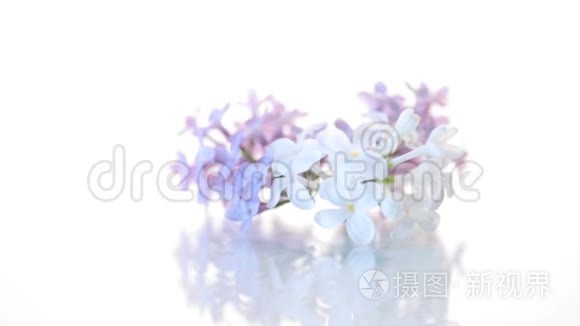 春天盛开的紫薇花束隔离在白色上