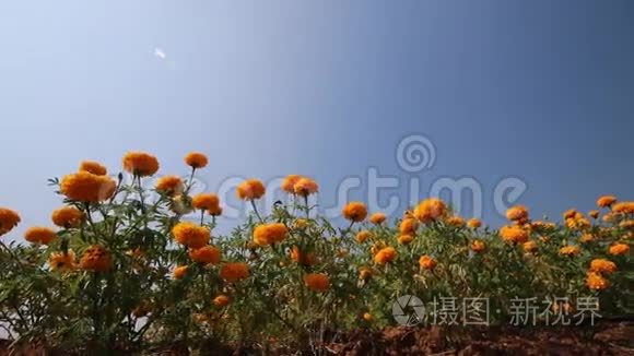 夏季的万寿菊