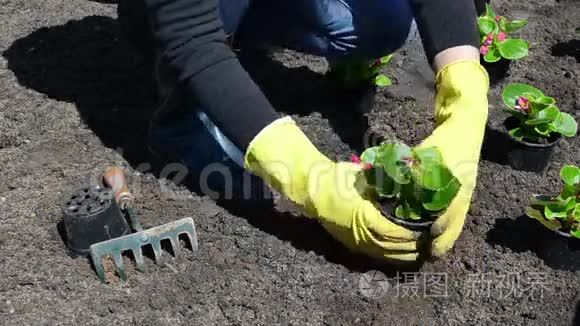 花卉植物视频