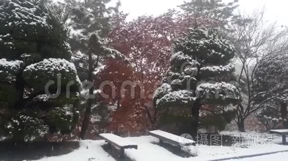 冬季降雪季节地面积雪和树枝视频
