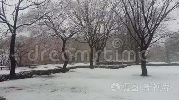 冬季降雪季节地面积雪和树枝视频