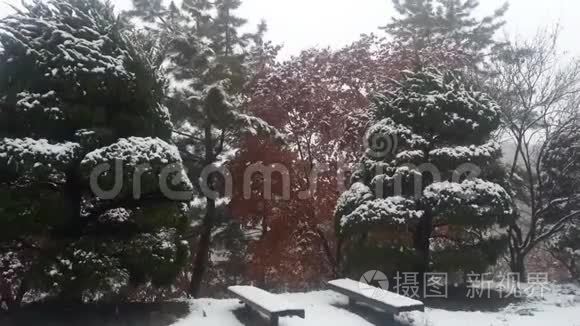 冬季降雪季节地面积雪和树枝视频