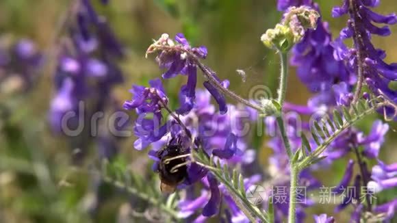 大黄蜂在采集花蜜视频