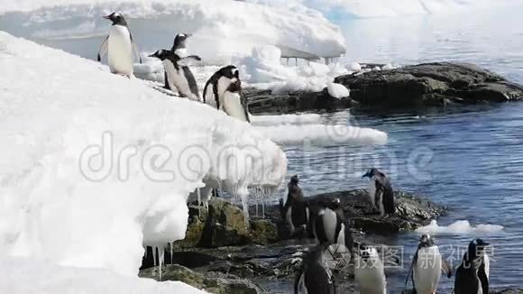 冰天雪地上的企鹅视频