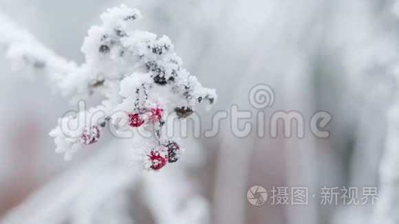 覆盖着海霜和雪的罗旺莓