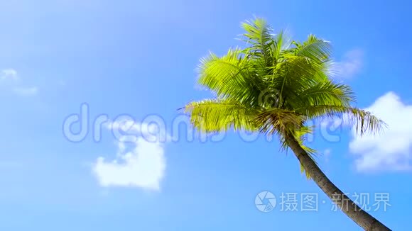 蓝天上的棕榈树视频