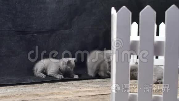 英国小猫在栅栏附近玩耍