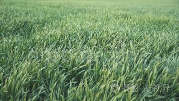 生长在田间的绿色小小麦视频