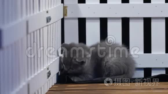 英国小猫在栅栏附近玩耍视频
