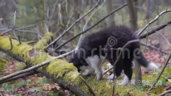 小狗边境牧羊犬视频