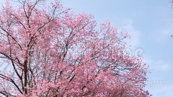 春天有蓝天的樱花树视频