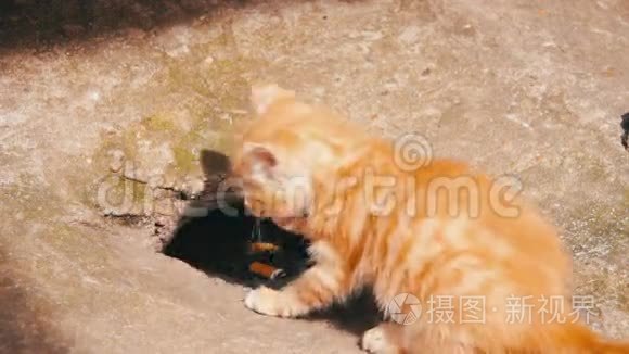 可爱的小猫在玩