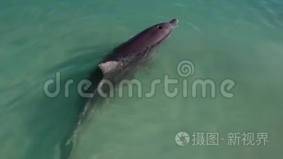 海洋和海豚慢动作视频