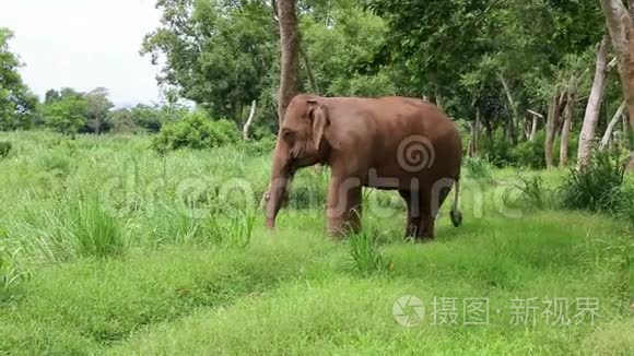 泰国的亚洲大象视频