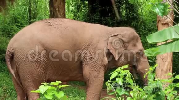 泰国的亚洲大象视频