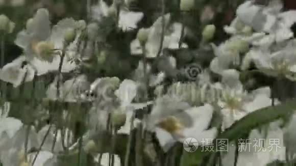 夏日花园里美丽的花朵视频