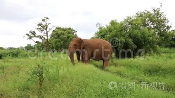 泰国的亚洲大象视频