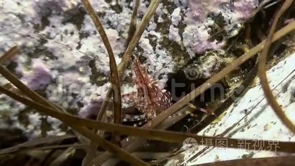 虾在海底草地上寻找食物。