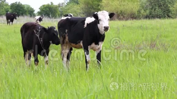 奶牛在草地上放牧视频