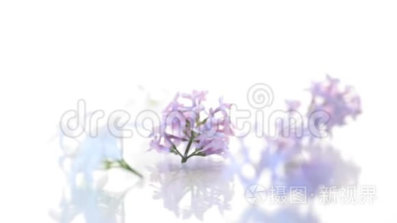春天盛开的紫薇花束隔离在白色上