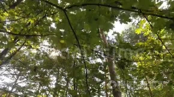 阳光穿过树木视频