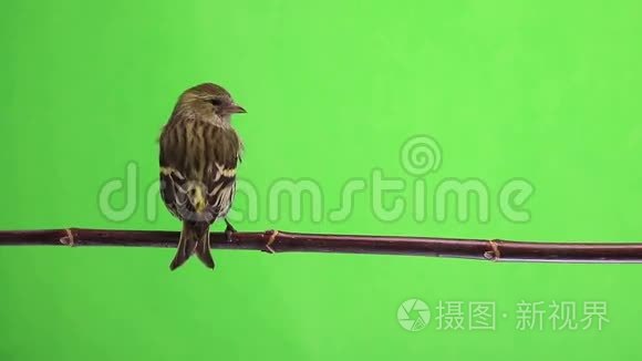 女性Siskin