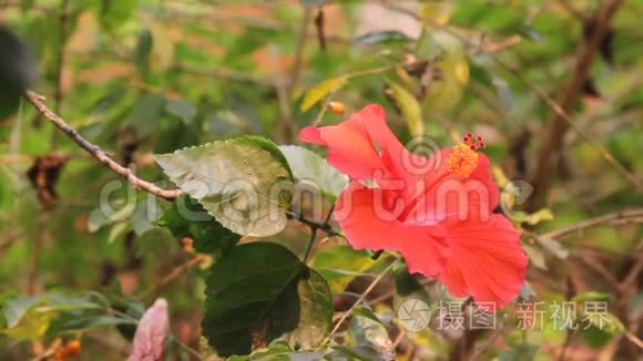 木槿花的特写视频