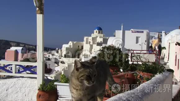 圣托里尼希腊群岛猫在墙上视频