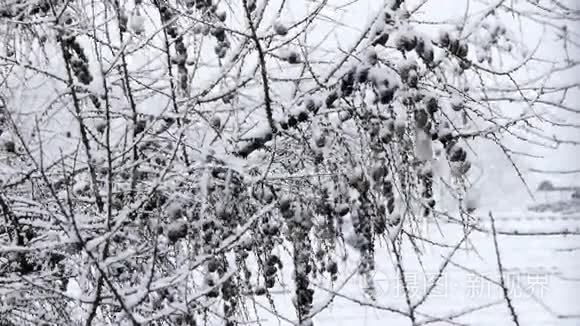 大雪湖——效雪.