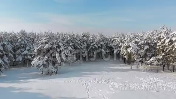 在阳光明媚的日子飞过冰雪覆盖的冬日森林