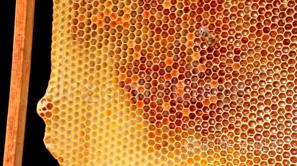 与充满蜂蜜的蜜蜂组成框架视频