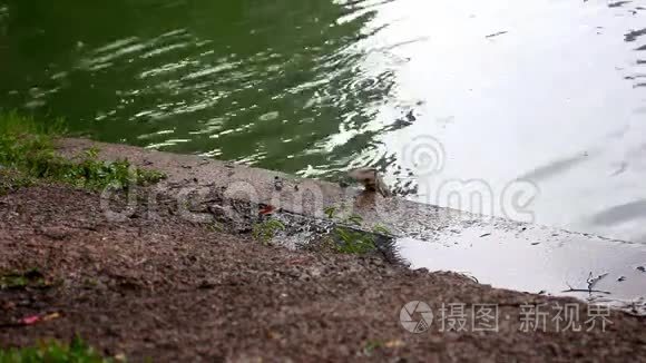 曼谷绿色公园的水监测器视频