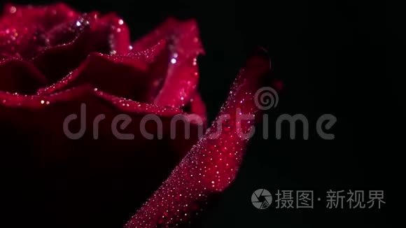 红玫瑰滴近距离视频