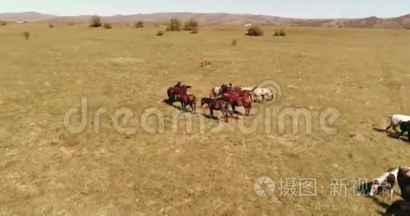 飞越山地草地上的野马群。 夏山野性.. 自由生态概念。