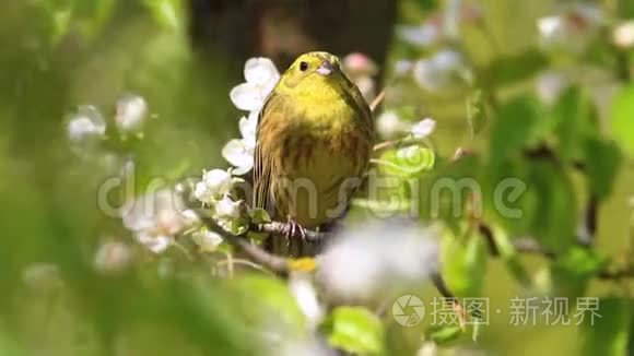 一只黄色美丽的鸟的春天之歌