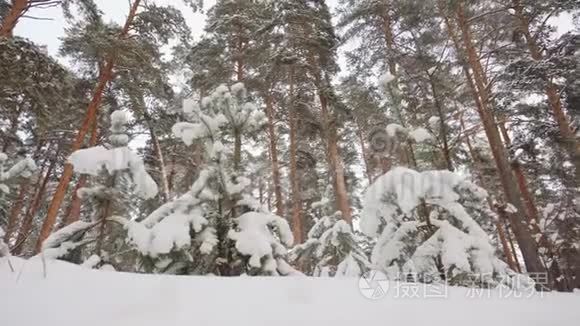 美丽的冬霜白色森林，树干暗