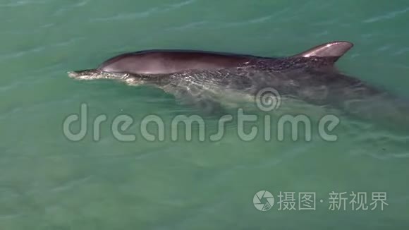 海洋和海豚在缓慢运动视频