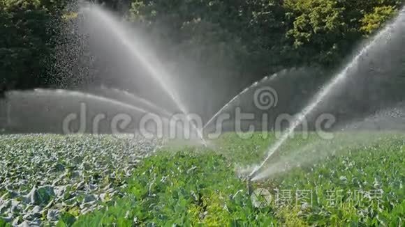 灌溉卷心菜种植园视频