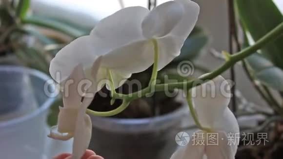 房间里的兰花视频