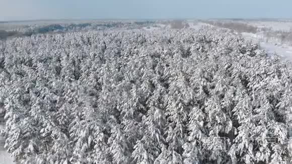 在阳光明媚的日子飞过冰雪覆盖的冬日森林