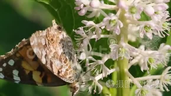 美丽的田野春花与蝴蝶视频