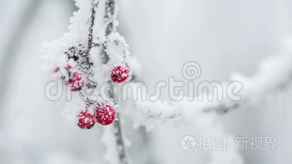 覆盖着海霜和雪的罗旺莓