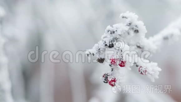 覆盖着海霜和雪的罗旺莓视频