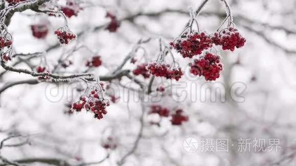 覆盖着海霜和雪的罗旺莓