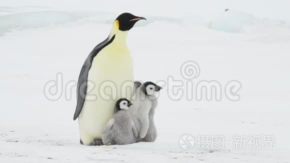 企鹅皇帝带着小鸡在南极洲视频
