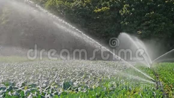 灌溉卷心菜种植园