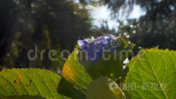 美丽的花园花视频